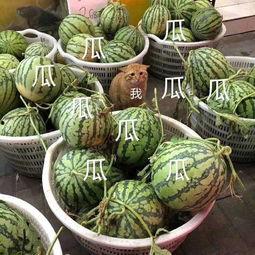 娱乐吃瓜的头像图片